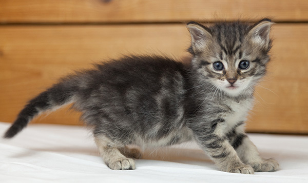 Norah - 5 weeks old