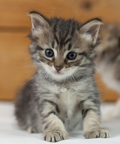 Norah - 5 weeks old