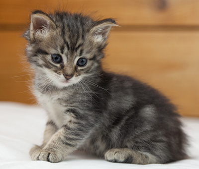 Norah - 5 weeks old