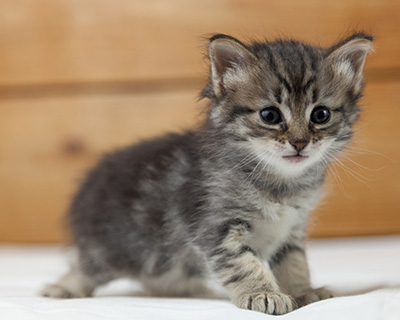 Norah - 5 weeks old