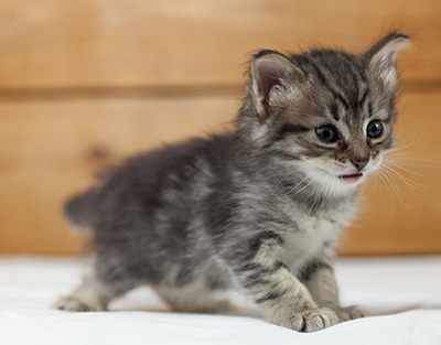 Norah - 5 weeks old