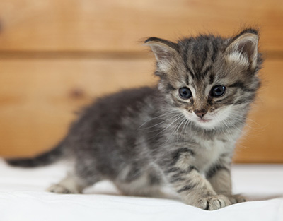Norah - 5 weeks old