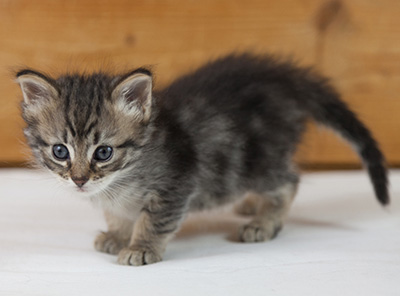 Norah - 5 weeks old