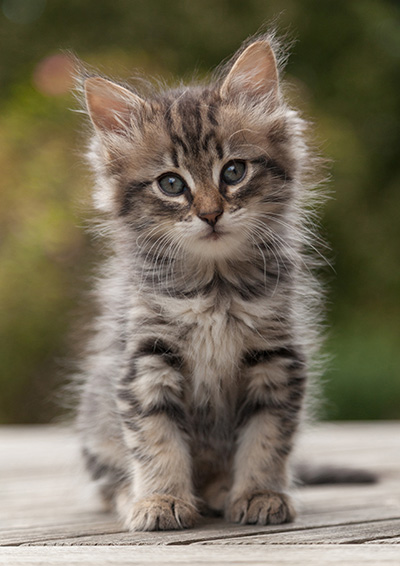 Norah - 7 weeks old
