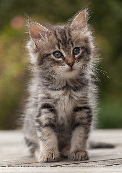 Norah - 7 weeks old