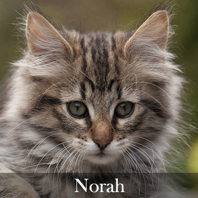 Norah