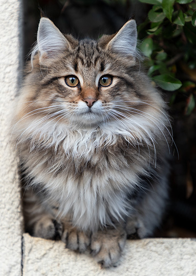Peppi - 4 months old