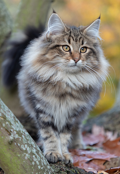 Peppi - 4 months old