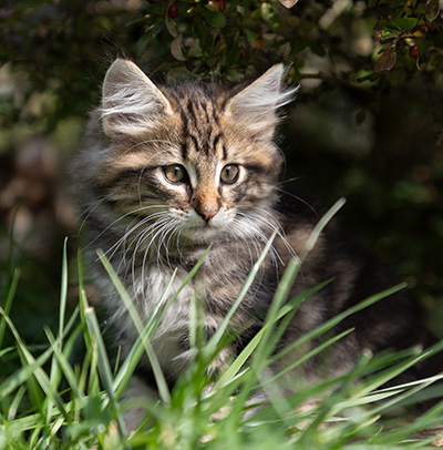 Peppi - 9 weeks old