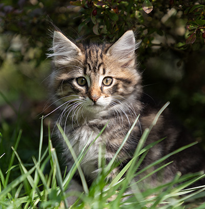 Peppi - 9 weeks old