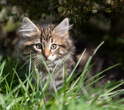 Peppi - 9 weeks old