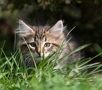 Peppi - 9 weeks old