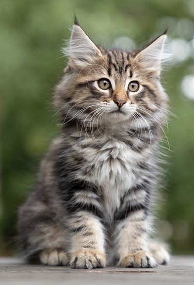 Peppi - 9 weeks old