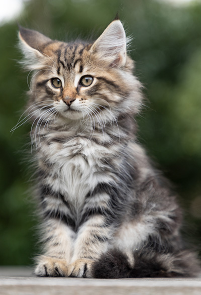 Peppi - 9 weeks old