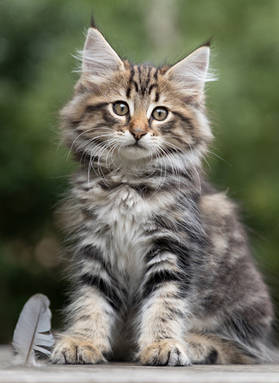 Peppi - 9 weeks old