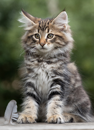 Peppi - 9 weeks old