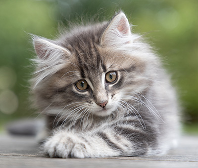 Perseis - 9 weeks old