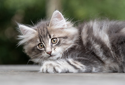 Perseis - 9 weeks old