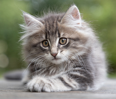 Perseis - 9 weeks old