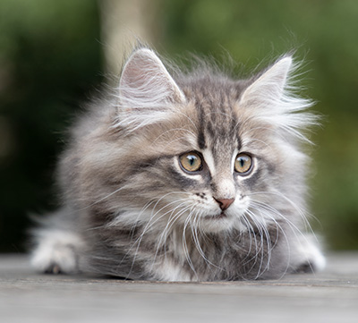 Perseis - 9 weeks old