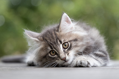 Perseis - 9 weeks old