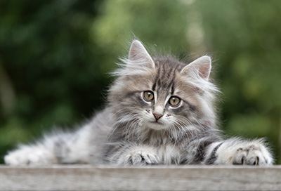 Perseis - 9 weeks old
