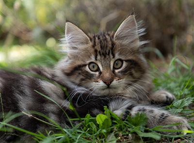 Philosopha - 9 weeks old