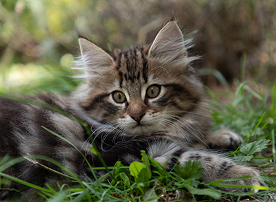 Philosopha - 9 weeks old
