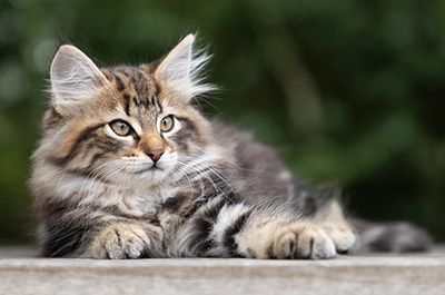 Philosopha - 9 weeks old