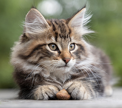 Philosopha - 9 weeks old