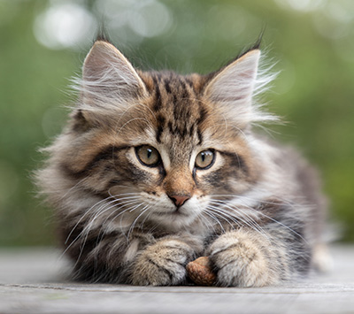 Philosopha - 9 weeks old