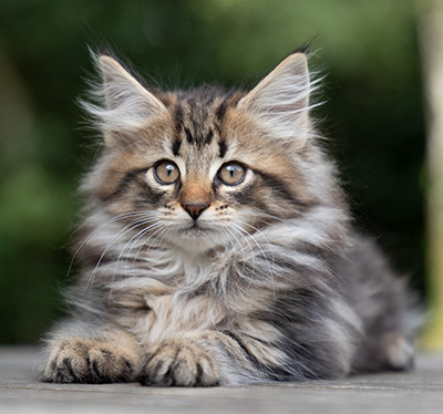 Pia - 9 weeks old