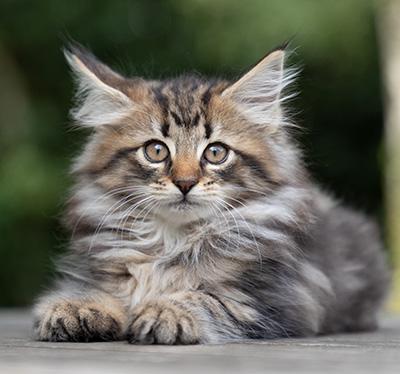 Pia - 9 weeks old