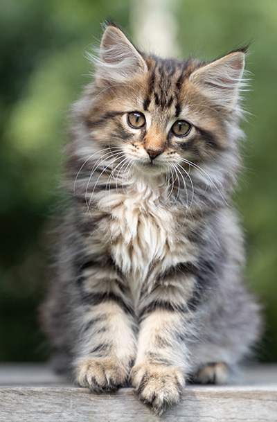 Pia - 9 weeks old