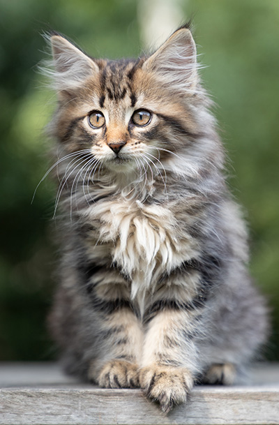 Pia - 9 weeks old