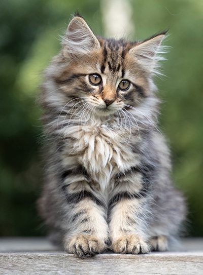 Pia - 9 weeks old