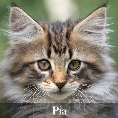 Pia