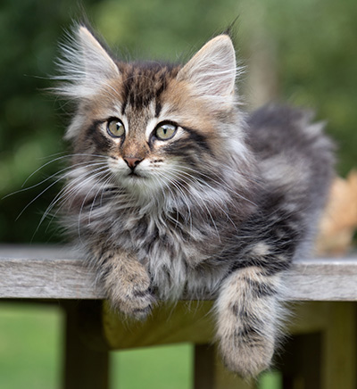 Potnia - 9 weeks old