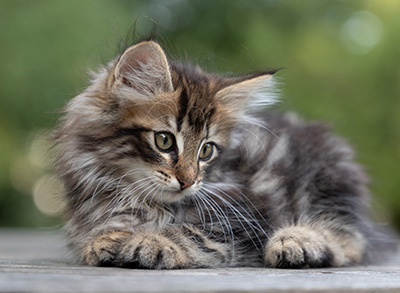 Potnia - 9 weeks old