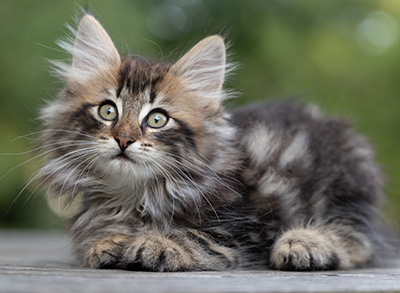 Potnia - 9 weeks old