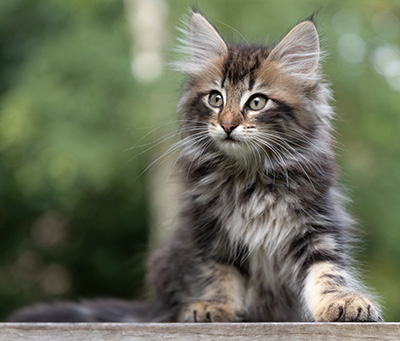 Potnia - 9 weeks old