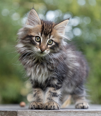Potnia - 9 weeks old