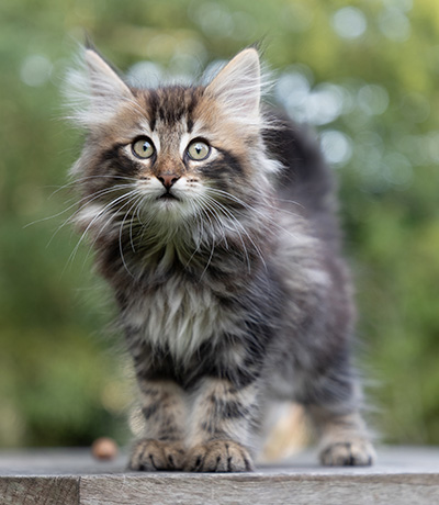 Potnia - 9 weeks old