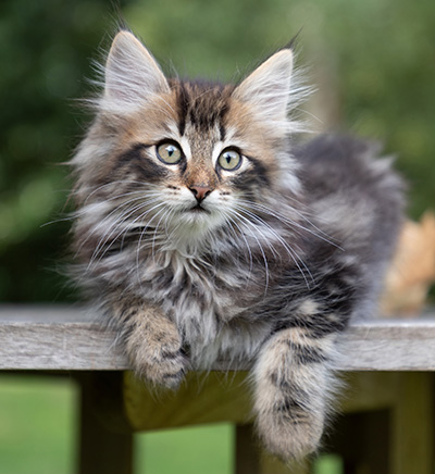 Potnia - 9 weeks old