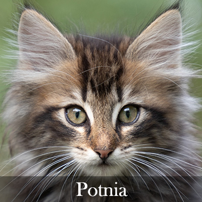 Potnia