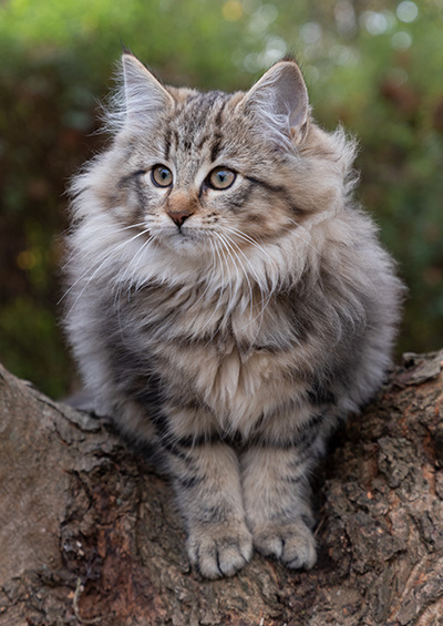 Olga - 13 weeks old