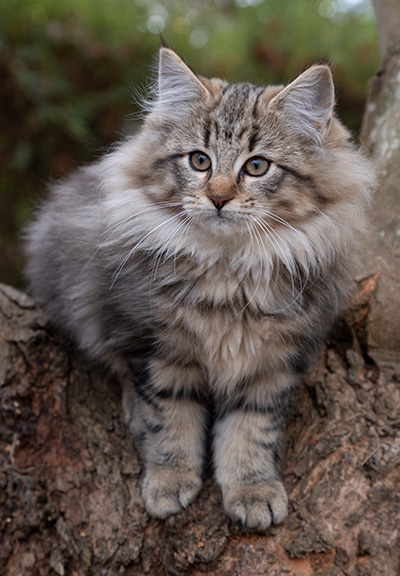 Olga - 13 weeks old