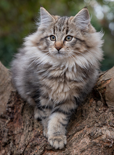 Olga - 13 weeks old