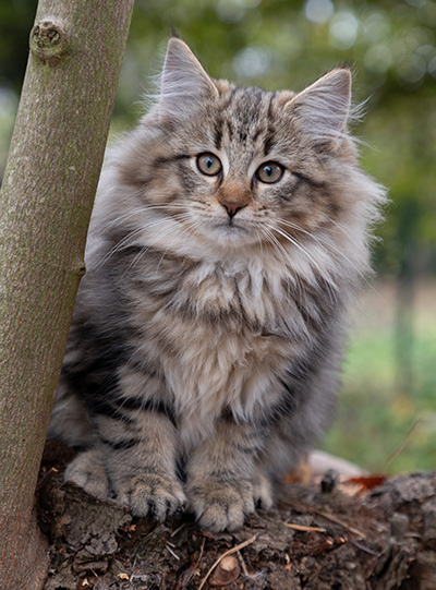 Olga - 13 weeks old