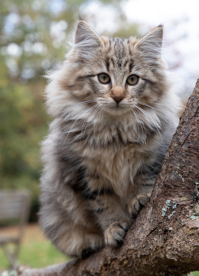 Olga - 13 weeks old
